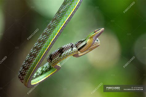 Oriental Whip Snake Stock Photos Royalty Free Images Focused