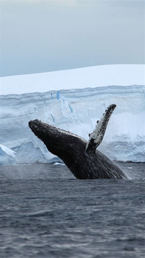 Wallpaper Antarctica Ocean Ice Whale 4k Animals 16233