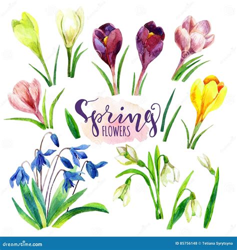 Watercolor Spring Flowers Set Watercolor Flowers Stock Illustration
