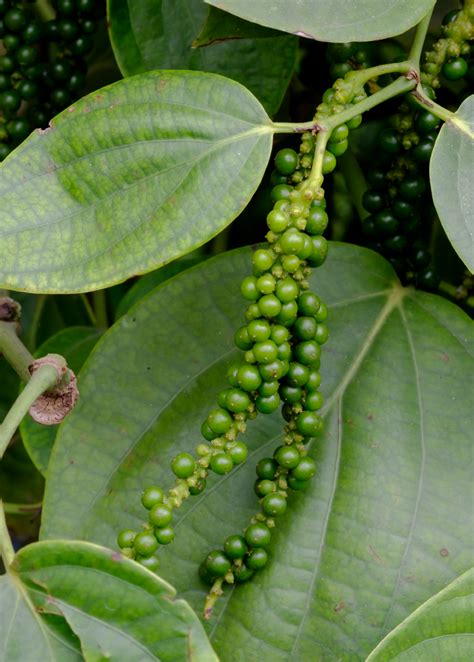 Black Pepper Plant Rare Fruiting Vine Sow Exotic