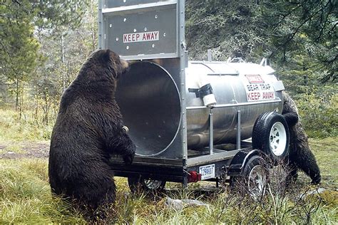 Glacier Park Grizzly Bear Monitoring Continues North Fork