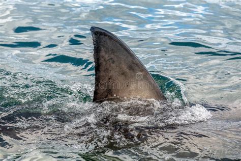 Shark Fin Above Water Stock Photo Image Of Life Endangered 37762110