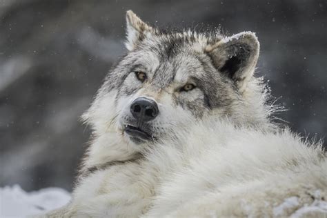 Beautiful Grey Wolves West Yellowstone Wolves Montana Win Flickr