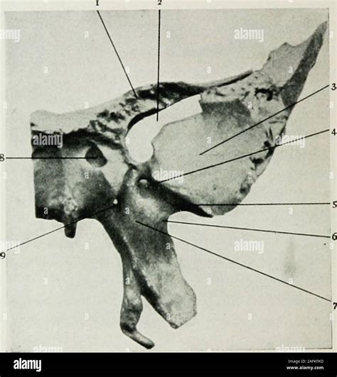 Foramen Rotundum Fotos Und Bildmaterial In Hoher Auflösung Alamy