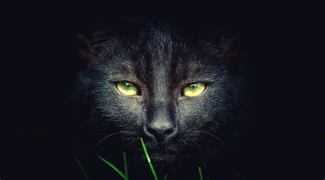 Well, our common sense says they are not, but many times overall, dark symbolism of black cats is still present all around the world. The Ancient Symbolic Meaning Of Black Cats And Why People ...