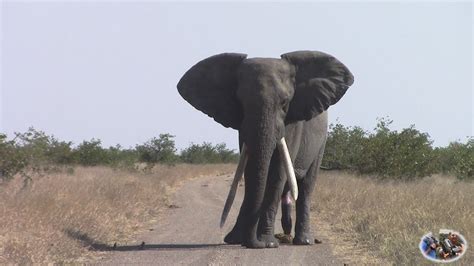 Watch Spectacular Large Tusker Elephant In Action Youtube