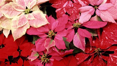 Christmas Poinsettias Wallpapers Wallpaper Cave