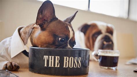 For adults, feel free to choose any of the other products in this list. Best Food For French Bulldog - Little French Dog