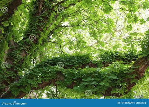Tall Green Trees Aligned In The Park Stock Image Image Of United
