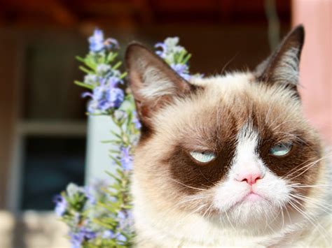 Internet Sensation Grumpy Cat Has Passed Away