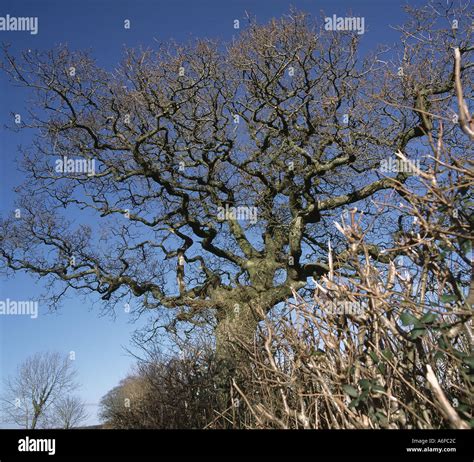 Leafless Oak Tree In Winter Quercus Robur Large And Twisted In A Devon