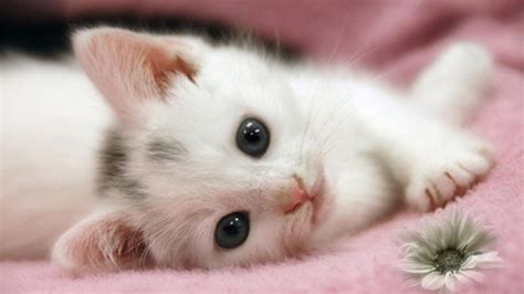 Cute White Kitten Hd Wide Screen Wallpapers 1080p2k4k