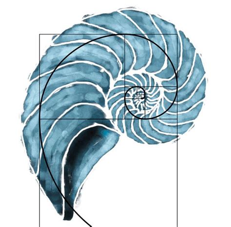 A Drawing Of A Nautish Shell On A White Background
