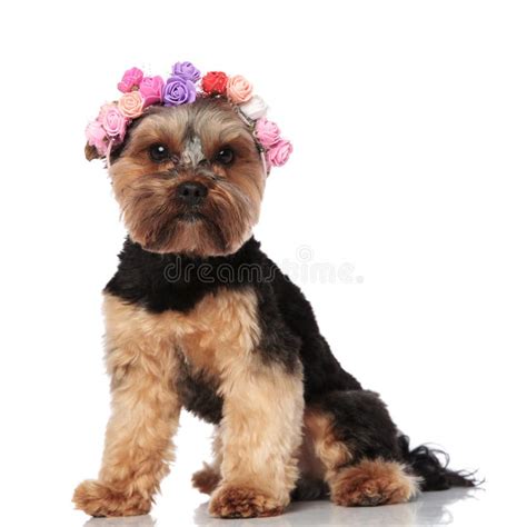 Adorable Seated Yorkshire Terrier Wearing Flowers Crown Stock Photo