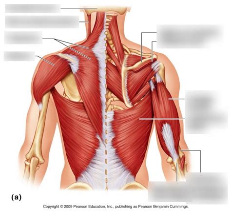 Muscles Of The Posterior Shoulder Diagram Quizlet