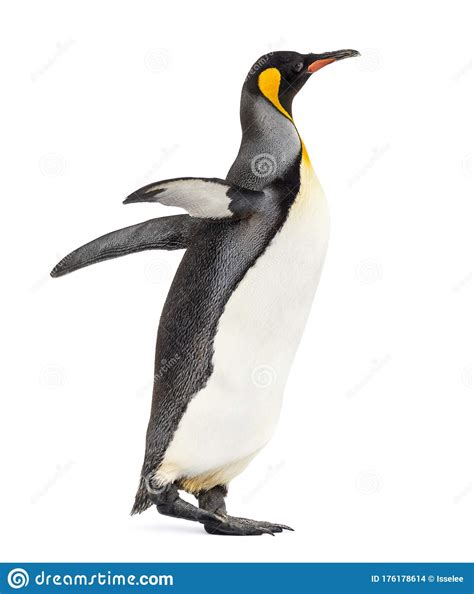 Side View Of A King Penguin Walking Isolated Stock Photo Image Of