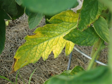 Tomato Plant Diseases Identification Garden Design Ideas