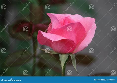 Closeup Picture Of A Beautiful Pink Rose Outdoor Stock Photo Image Of