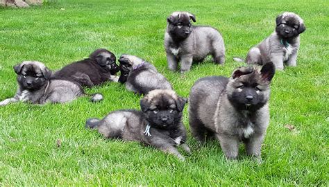 Also they often have longer coats that require more grooming. Ridgewood Shilohs - a family breeder, emphasizing Health ...