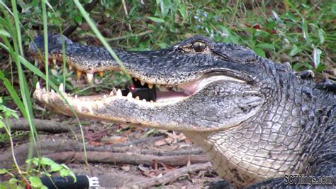 Alligator Eats Gopro Huntington Beach State Park South Carolina Youtube