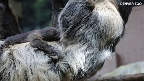 Baby Sloth Born At Denver Zoo Youtube