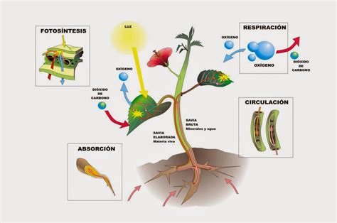 Biocultura Reino Plantae