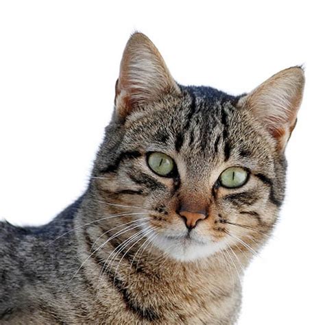 #1 best value of 73 pet friendly hotels in colorado springs. Available Pets Ready for Adoption | Colorado Animal Rescue