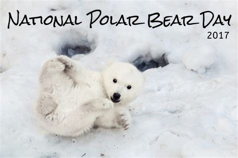 National Polar Bear Day 2017 Azpetvet