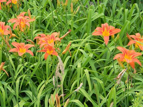 Day Lily An Ornate And Versatile Edible Eat The Planet
