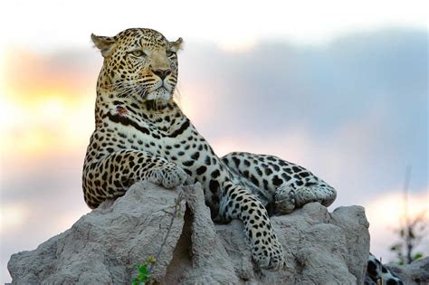 Beautiful Dangerous Wild Animals Pets Of Africa Dangerous Cheetahs Of