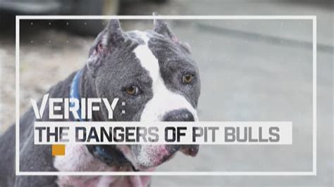 Verify Are Pit Bulls The Most Dangerous Dog