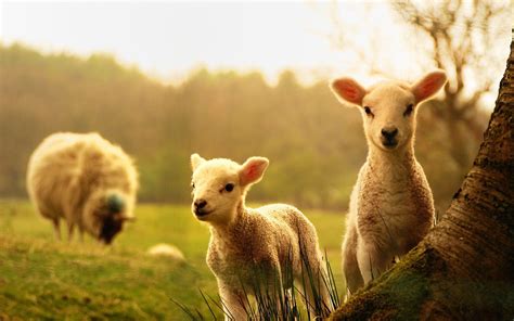 Farm Animals Wallpapers Top Free Farm Animals Backgrounds