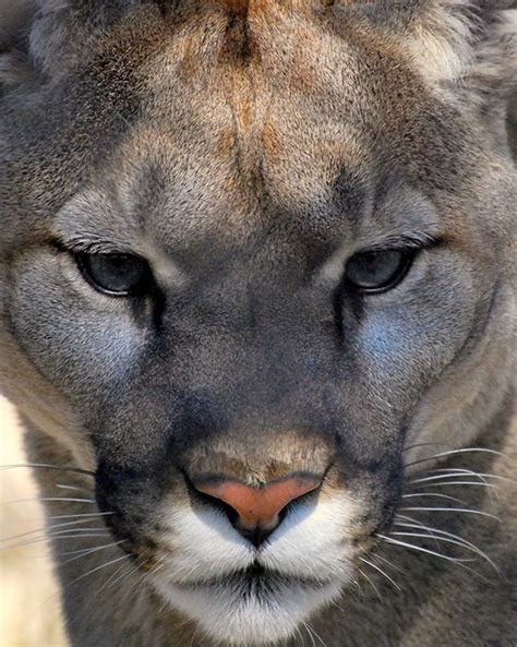 Cougar Close Up View On Black Mardodd Flickr