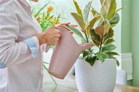 Woman Watering A Houseplant From A Watering Can Stock Photo Image Of