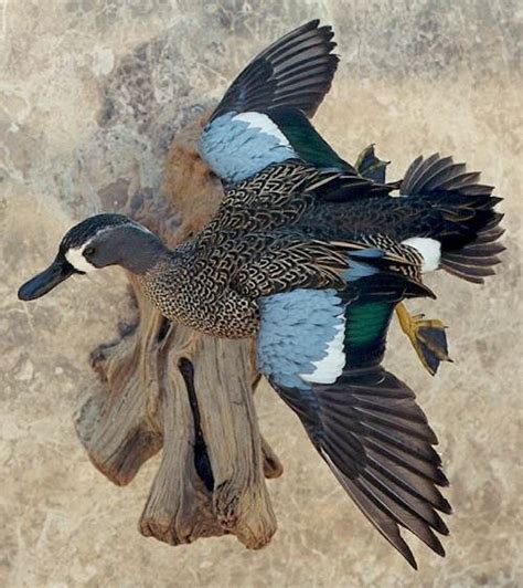 Blue Winged Teal Drake Flying Single Mount Wild About Fowl Taxidermy