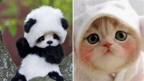 Omg Animals Soo Cute Aww Cute Baby Animals Videos Compilation Cutest
