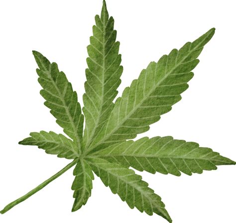 Weed Clipart Png Full Hd