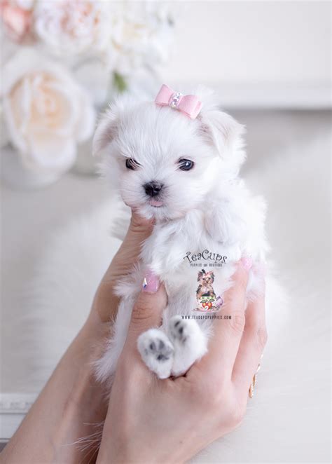 Teacup Maltese Breeders Teacup Puppies And Boutique
