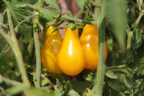The Easiest Tomatoes To Grow Espoma