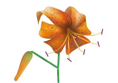 Tiger Lily svg, Download Tiger Lily svg for free 2019