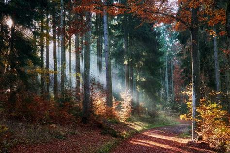 Forests Autumn Trail Trees Foliage Rays Of Light Hd Wallpaper