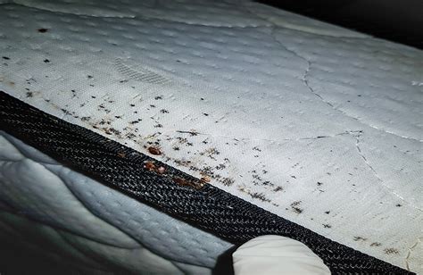 Educating Your Hotel Staff On Signs Of A Bed Bug