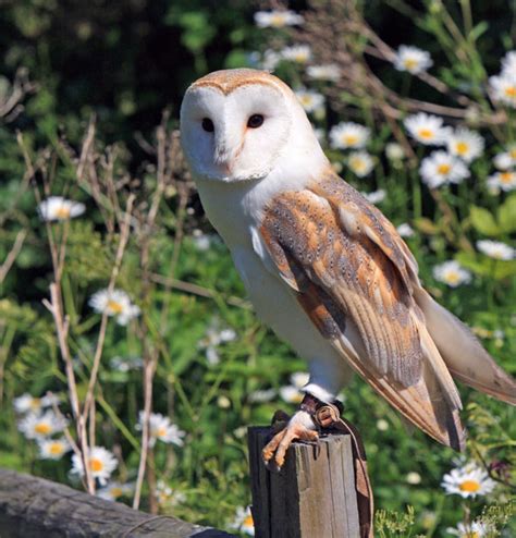 Barn Owl Free Stock Photo Public Domain Pictures