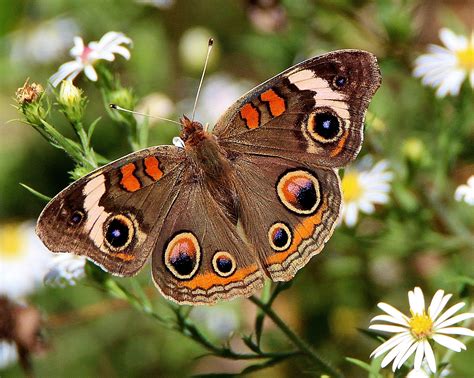 Common Buckeye Alabama Butterfly Atlas