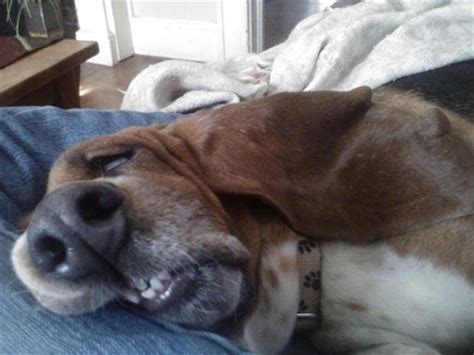Funny Dogs Who Have A Serious Case Of The Mondays 18 Pics
