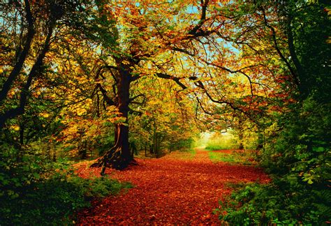 Free Download Autumn Forest Wallpaper 1920x1200 For Your Desktop