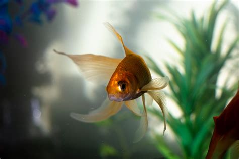 Goldfish In Water · Free Stock Photo
