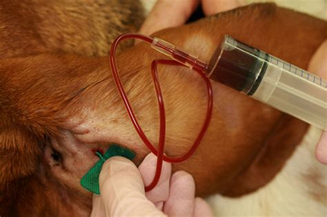 There is no home remedy for an ear hematoma. Ear: aural hematoma in dogs | Vetlexicon Canis from ...
