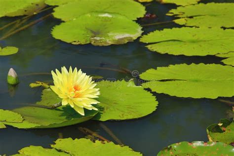 Beautiful Scenery Of Yellow Waterlily Flower And Leaves Stock Image