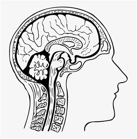 The central nervous system and the peripheral nervous system. Blank Nervous System Diagram - Nervous System Label The Brain : Use these free nervous system ...